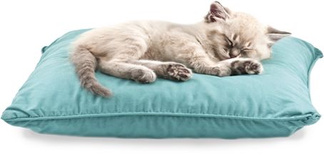 cat relaxing on comfortable pillow