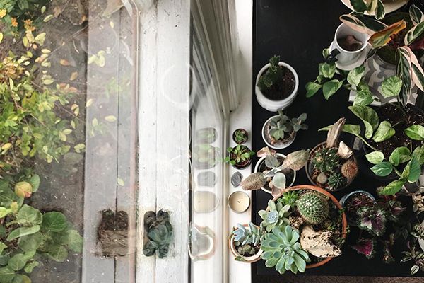 plants next to the window are a meditation room essential