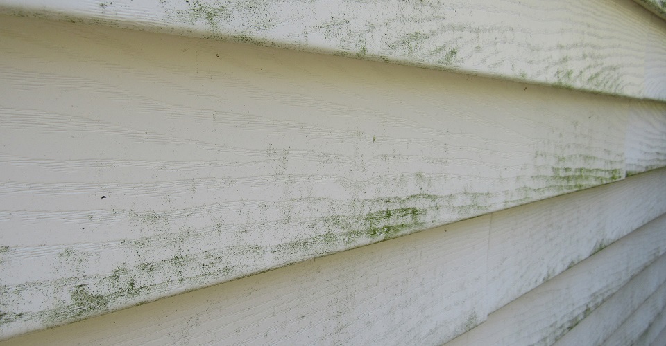 painted siding with mold on historic homes